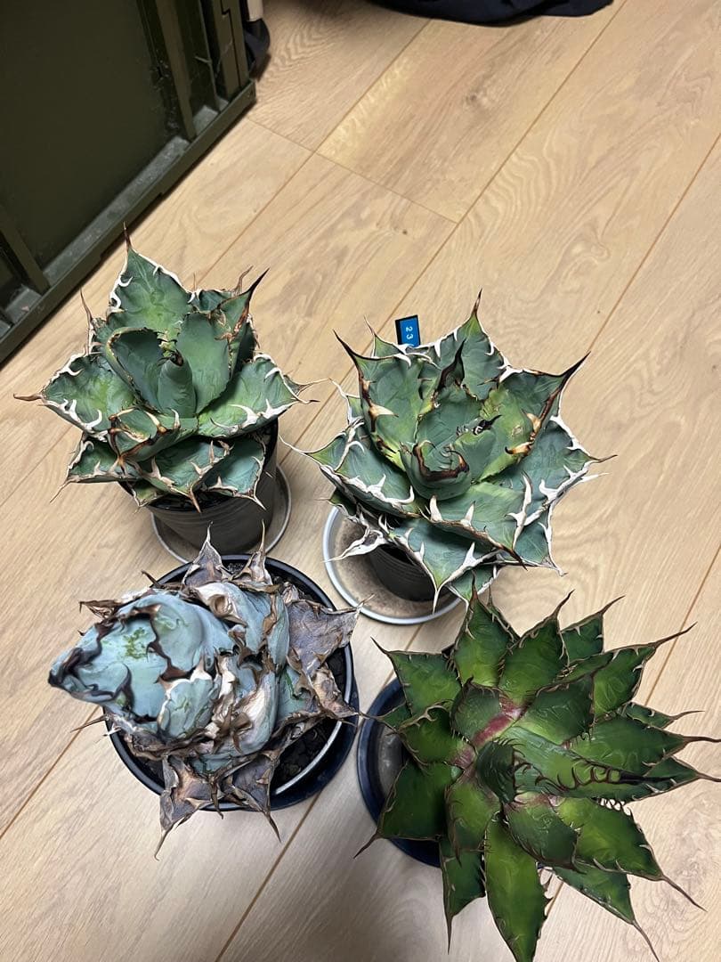 チタノタ4鉢セット