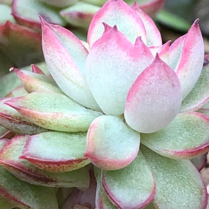 多肉植物　女雛錦　群生