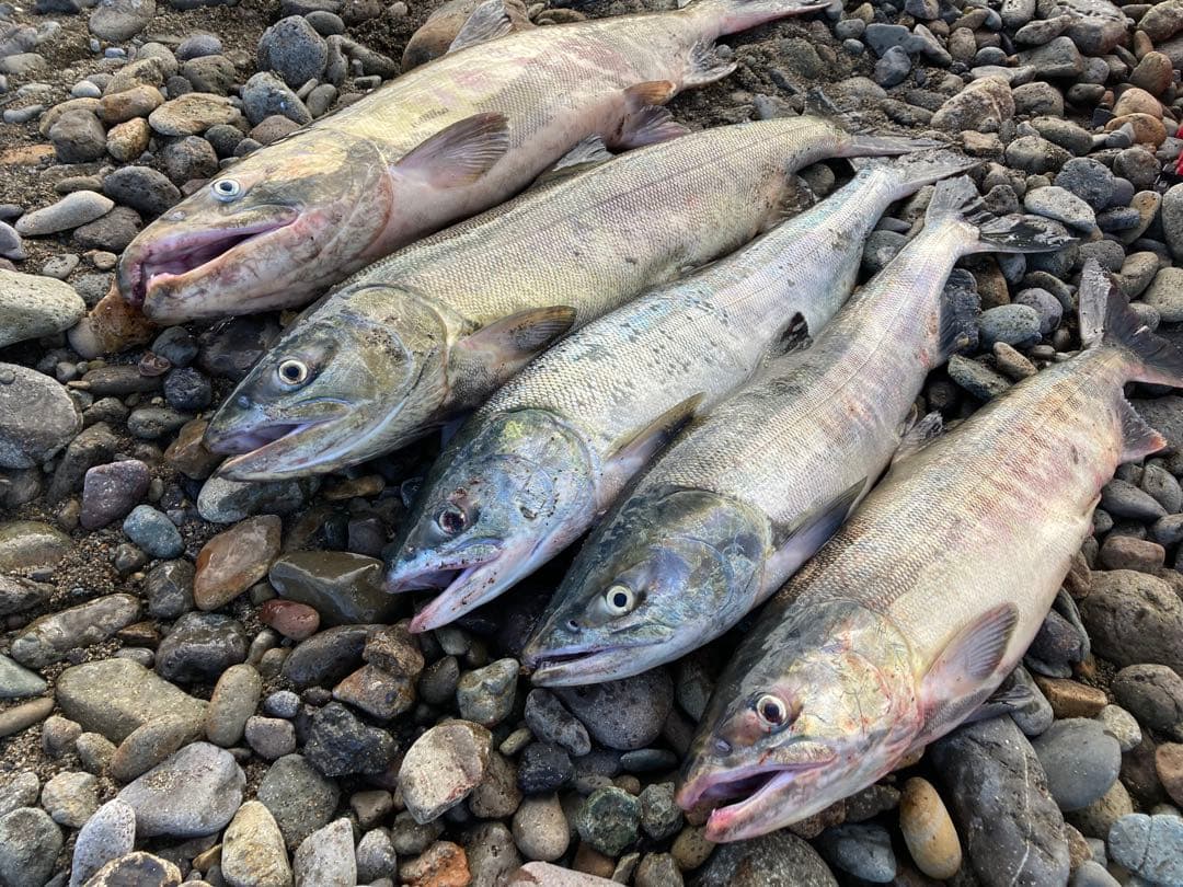 Salmon Goblin サーモンゴブリン55g 5個セット