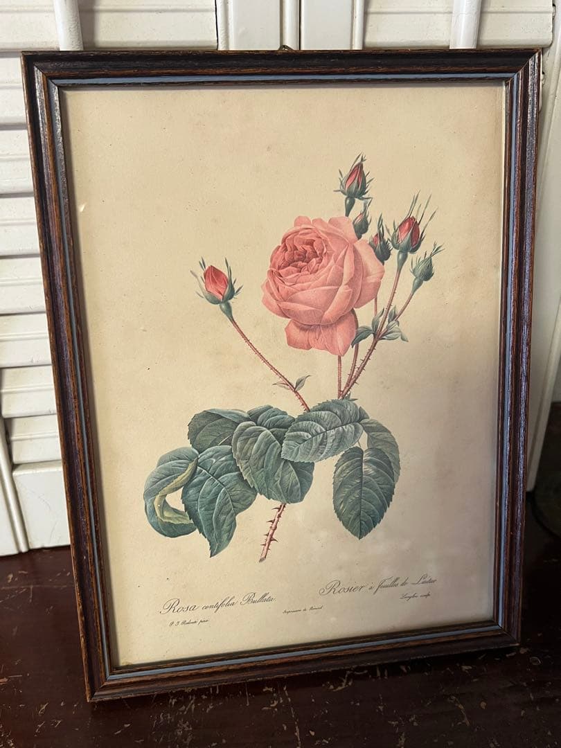 「Rosa centifolia」ボタニカルアート