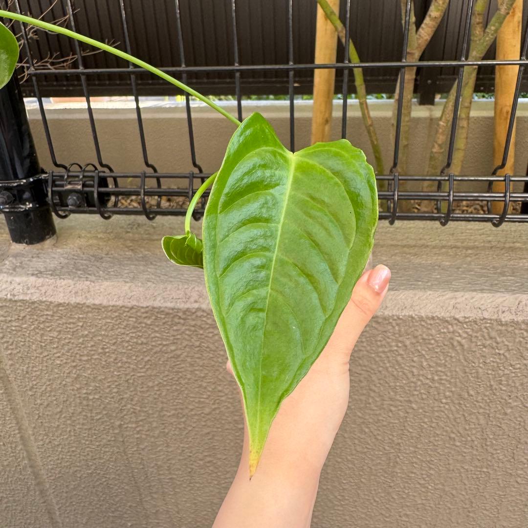 南米輸入株　ベイチー　アンスリウム　Anthurium veitchii