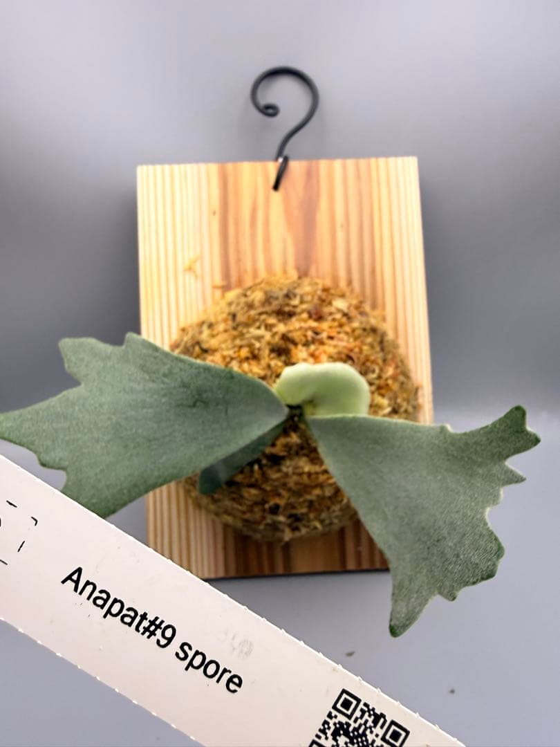 ビカクシダ　P. Anapat #9 sporeling