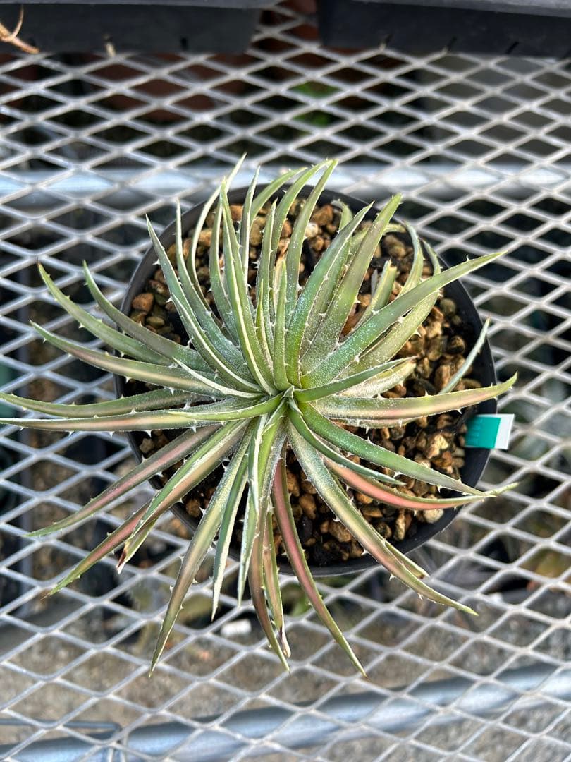 斑入り 原種 野生株 ディッキア オーロラ Dyckia Aurola ⑴