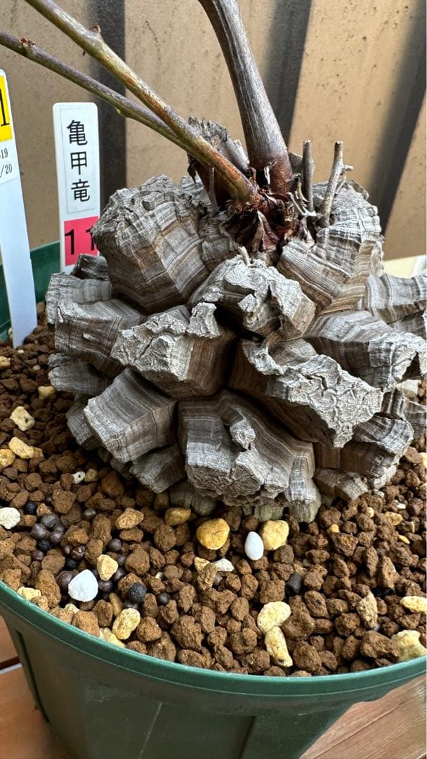 亀甲竜