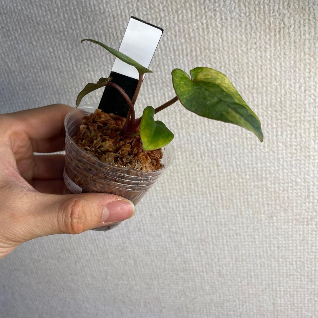 R*0様 Anthurium AOS✖️RVDP斑入り