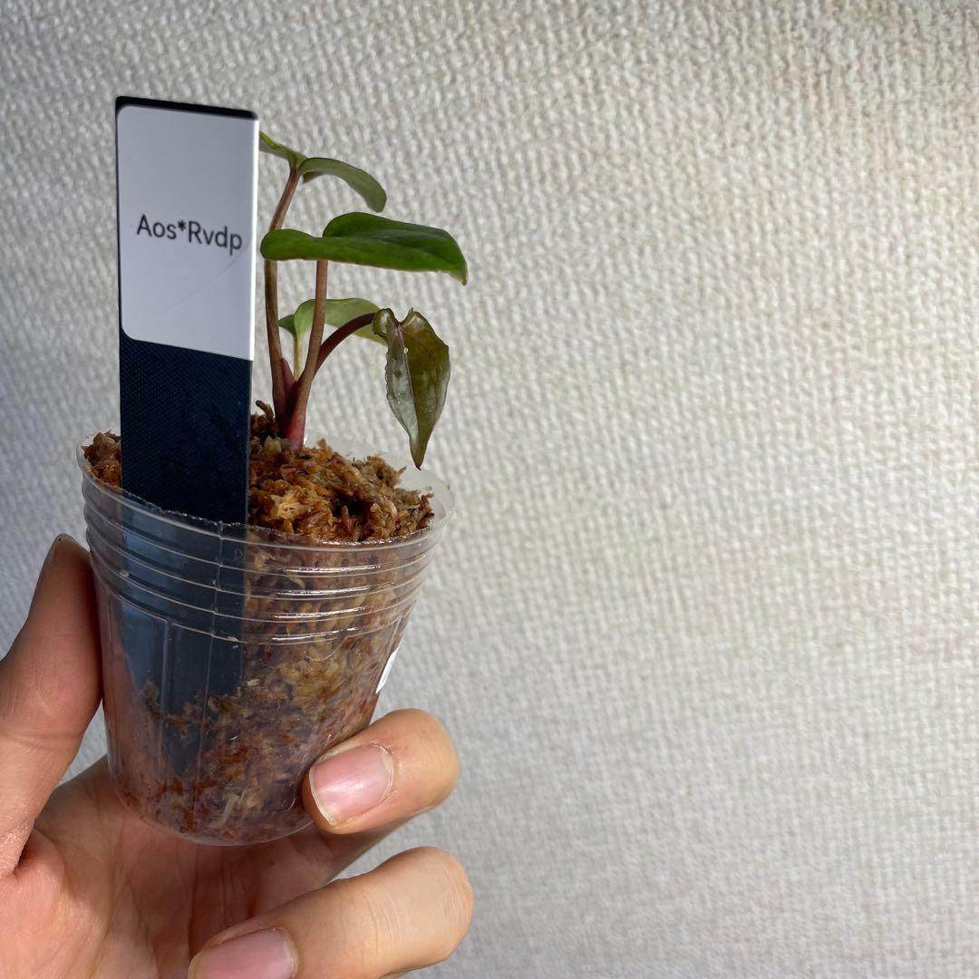 R*0様 Anthurium AOS✖️RVDP斑入り