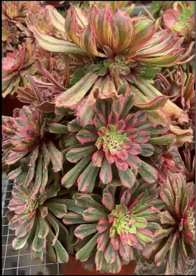 植物アエオニウム錦❤️花顏ピンクディジー❤️