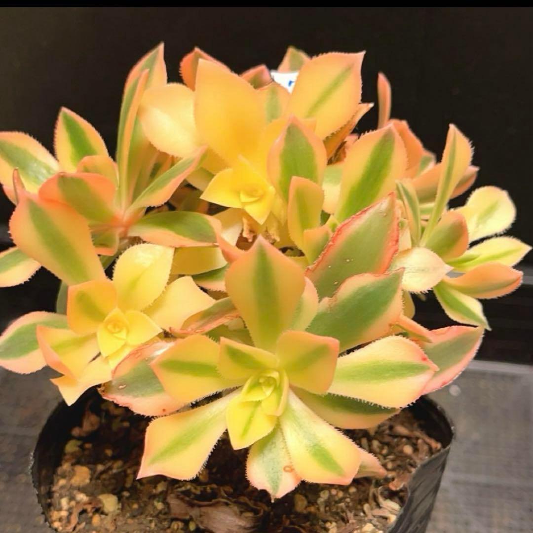 72#多肉植物❤️アエオニウム錦❤️ もみじ❤️枫葉❤️9頭15-16cm拔き苗