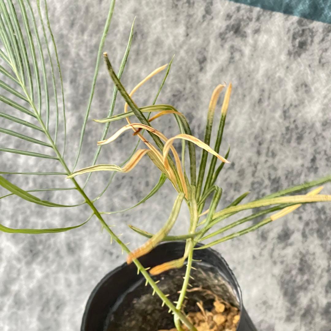【塊根植物】サイカスカイルンシアナ 国内実生 11