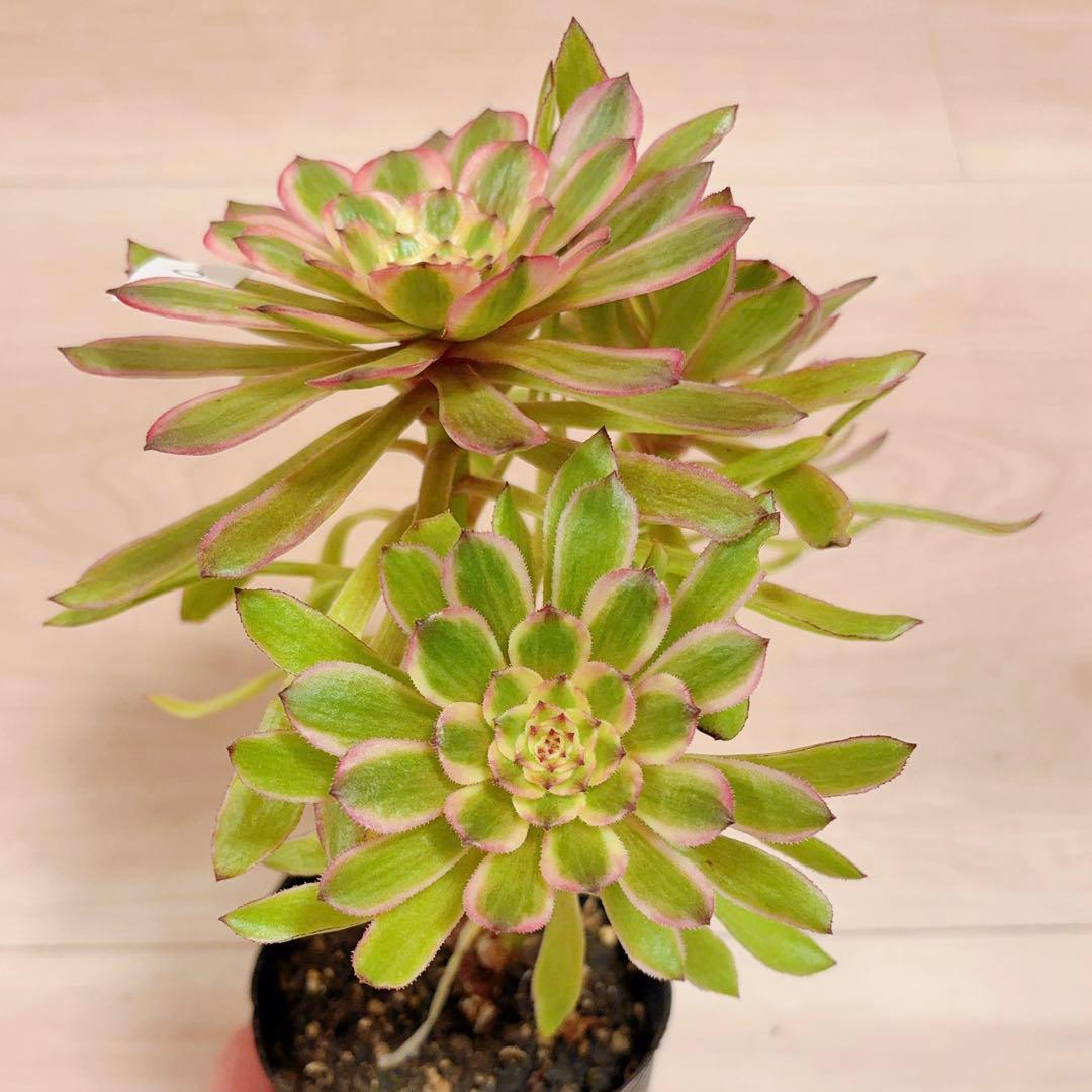 39#多肉植物アエオニウム錦 ❤️ パンドラ ❤️3大頭21cm 拔き苗