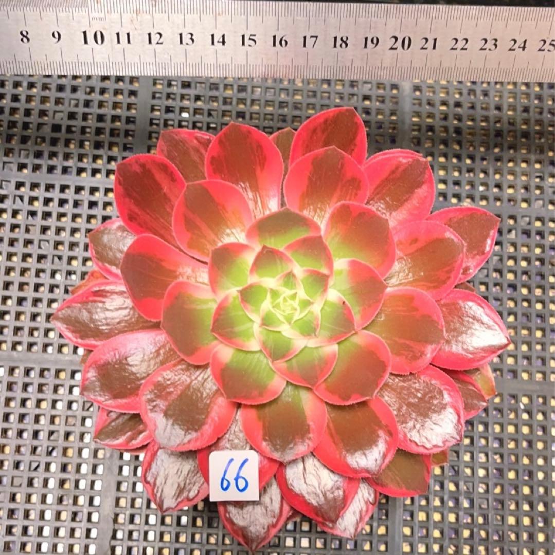 66#植物❤️アエオニウム錦❤️浣纱❤️1頭16cmカット苗