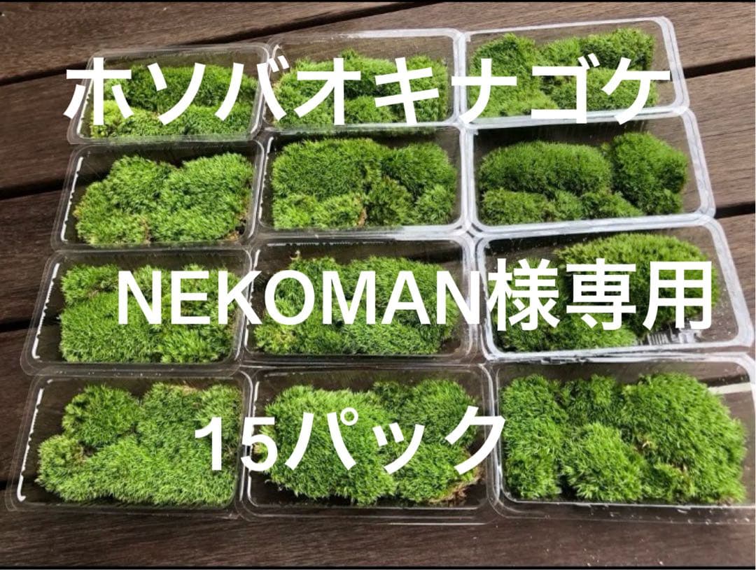 ホソバオキナゴケ　15パック　山苔