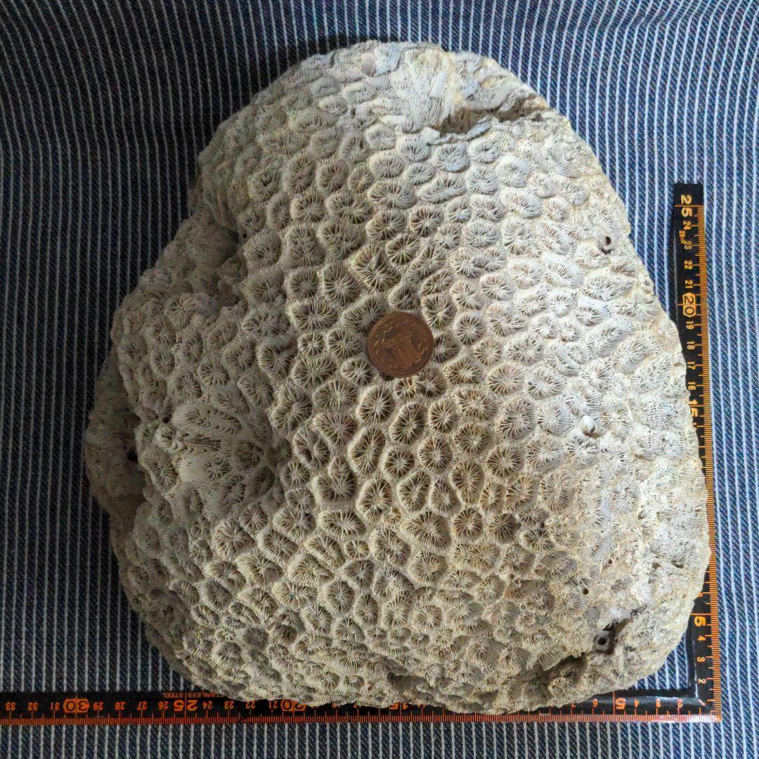 珊瑚 菊目石 アクアリウム