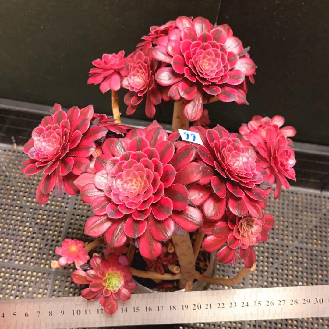 66#多肉植物アエオニウム錦❤️かぐや❤️15頭24cm鉢土付き出荷訳あり
