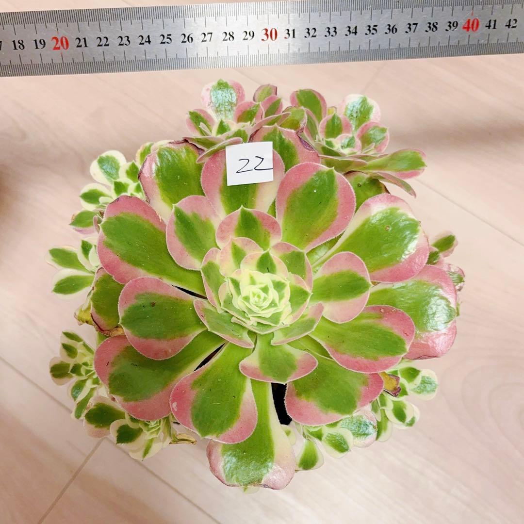 22#多肉植物アエオニウム錦❤️リバーストーン❤️ 1大頭10小頭22cm 拔き苗