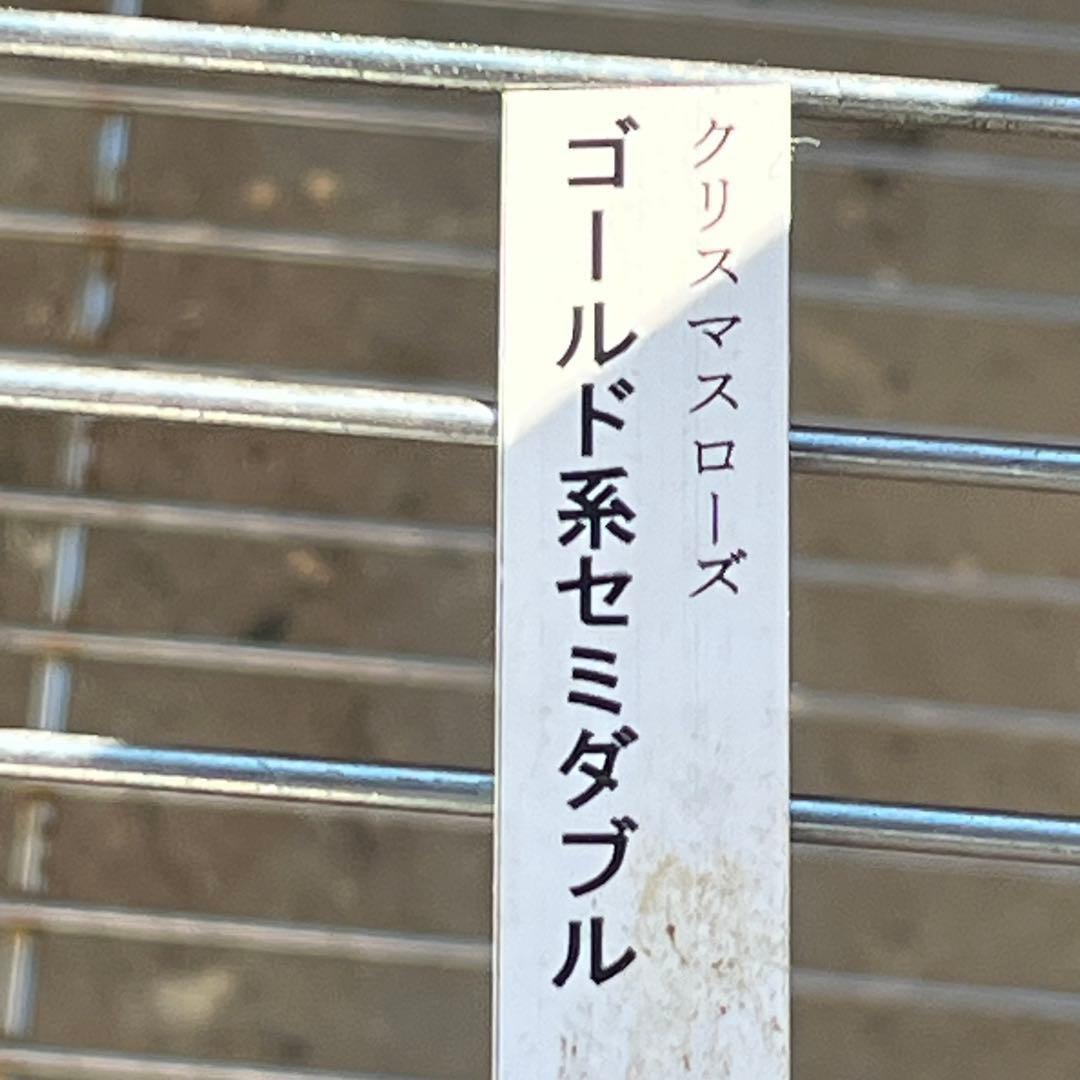 b*o様 3479☘️ラスト2☘️蕾花、タグ付き☘️⭐️SD⭐️小輪⭐️苺レモン