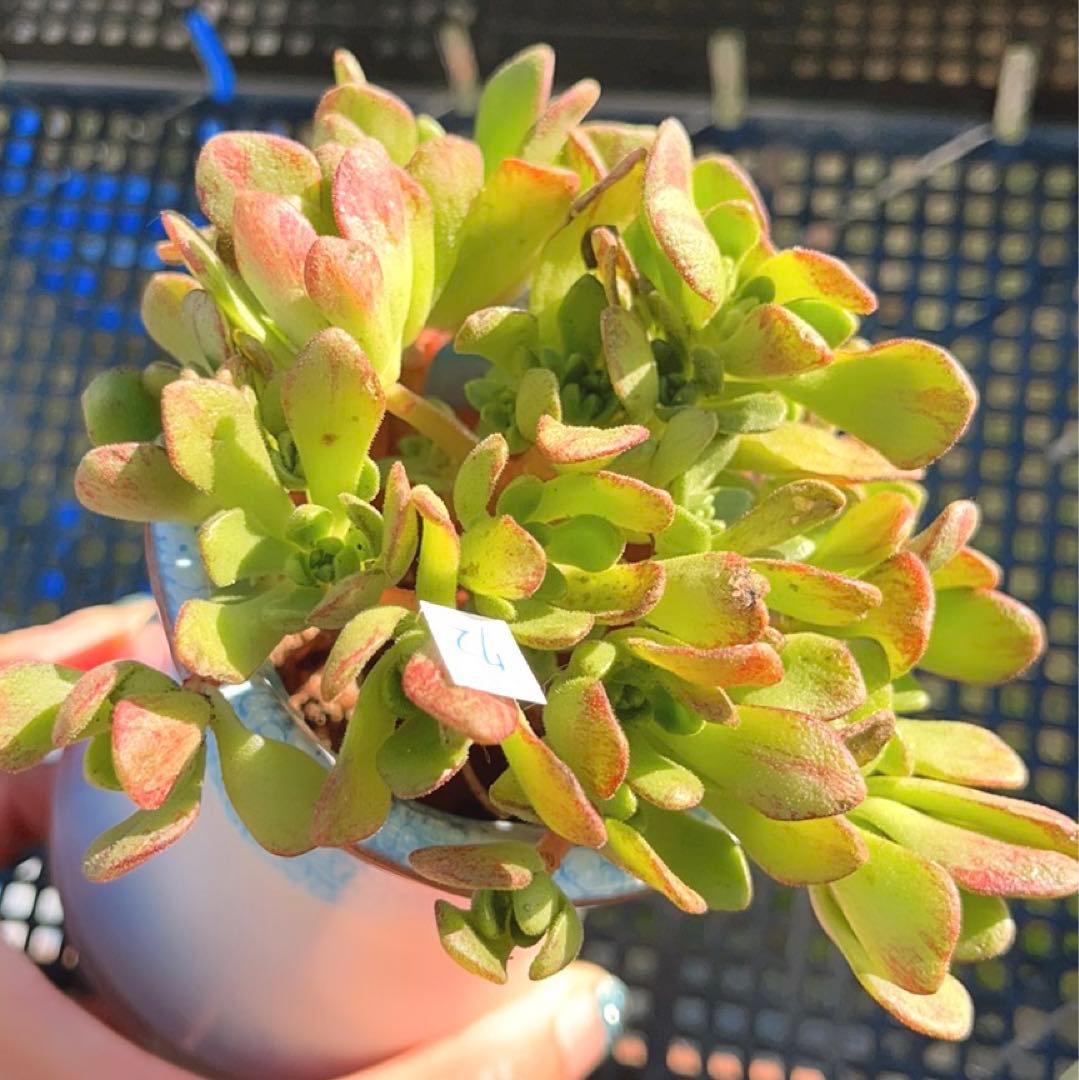 72 #多肉植物❤️アエオニウム❤️ リトルフォックス❤️19頭9cm拔き苗