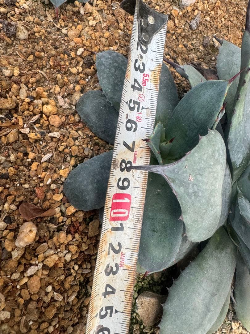 アガベ Agave parryi 'Border Guard' 256