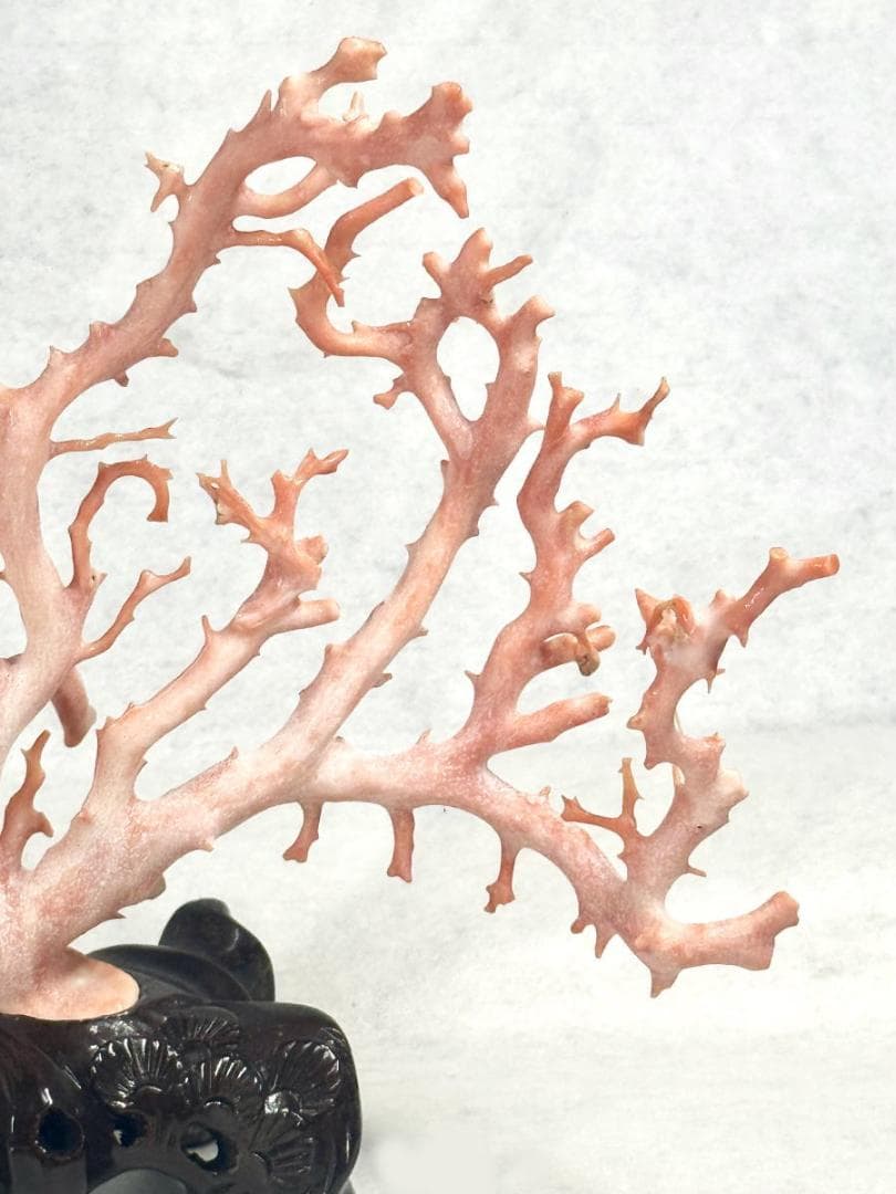 天然深海赤珊瑚 サンゴ 枝珊瑚 置物 台座 天然未着色 宝石 WWFT011