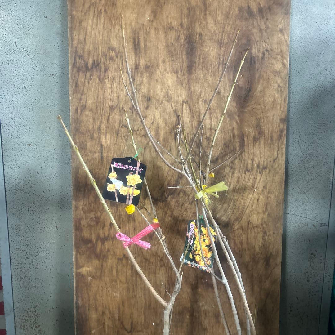 蝋梅苗　ロウバイ　ろうばい　2種　2苗価格　満月　福寿