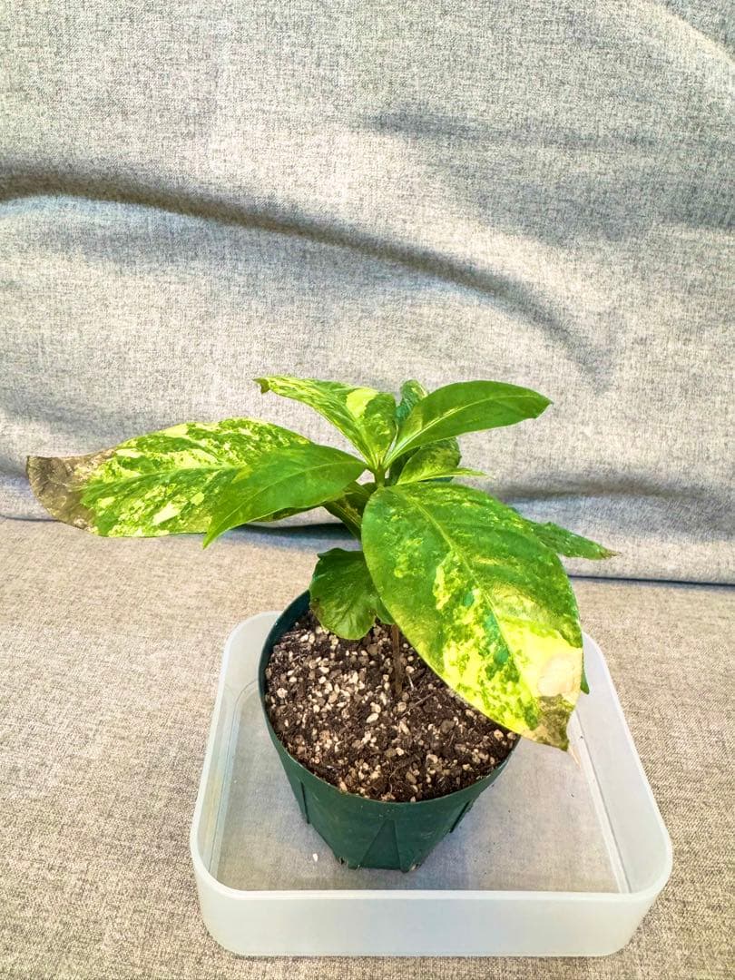 コーヒーの木　斑入り　実生株②