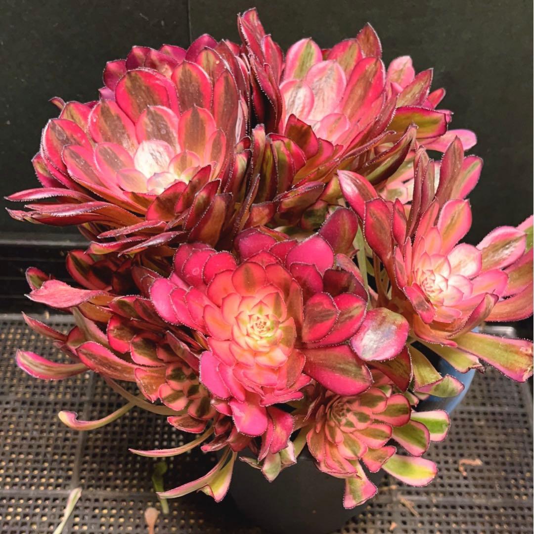 32#多肉植物アエオニウム錦❤️白月光❤️12頭26cm拔き苗