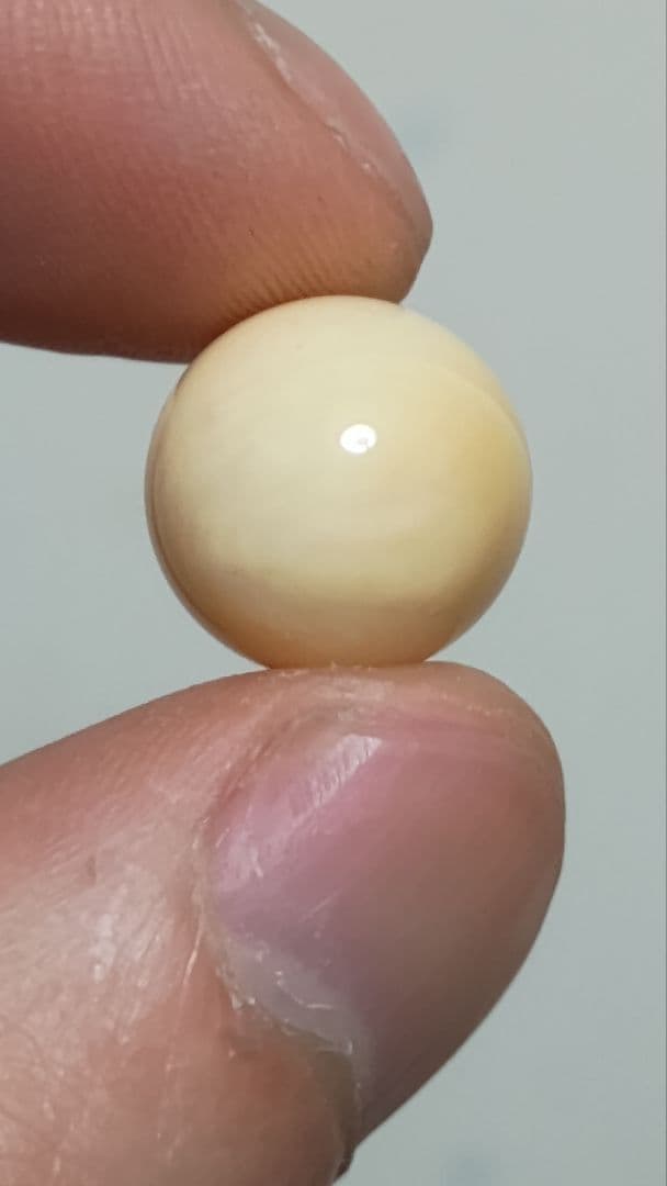 マッコウ鯨 牙玉 鯨歯玉 標本 緒締 根付 大約12.9㎜