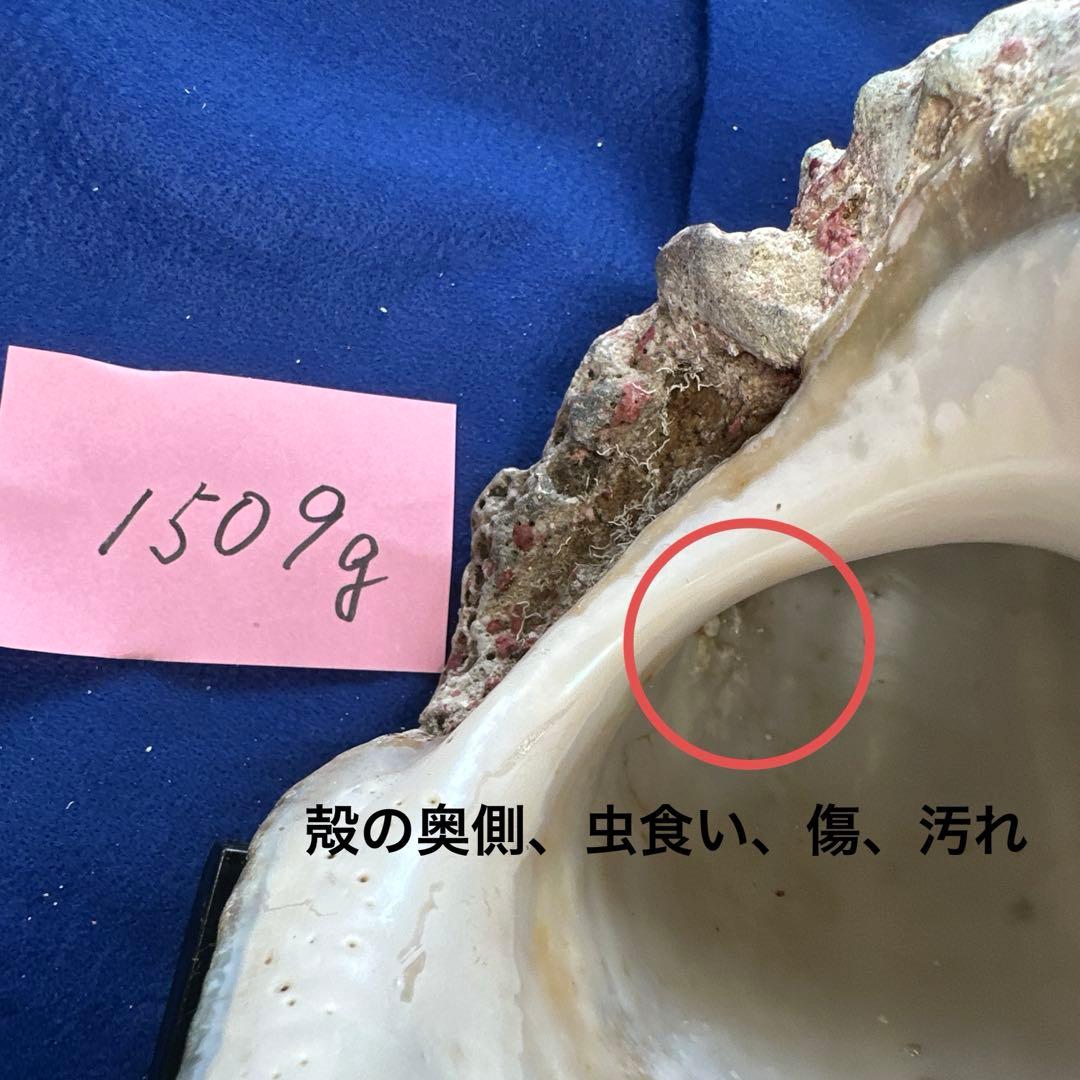 夜光貝　ヤコウ貝　まとめ売り　21個　　27、5kg アクセサリー　ルアー