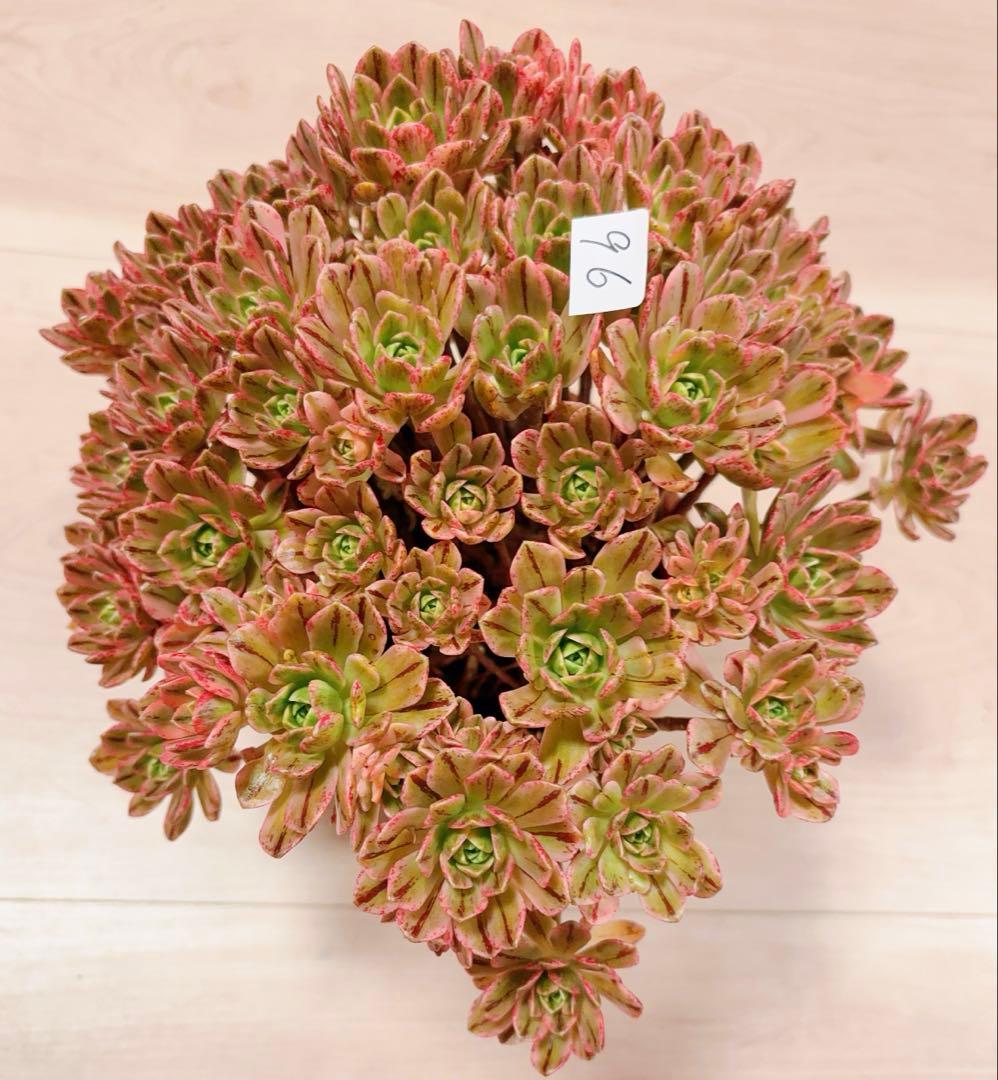96#多肉植物アエオニウム錦❤️ブロンズメダル錦❤️50-60大頭27cm 拔き苗