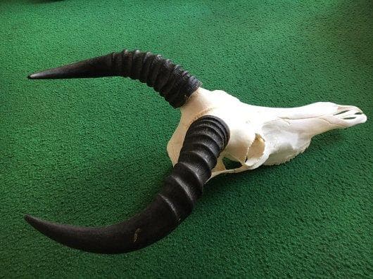 レア！高品質　サザビー スカルホーン