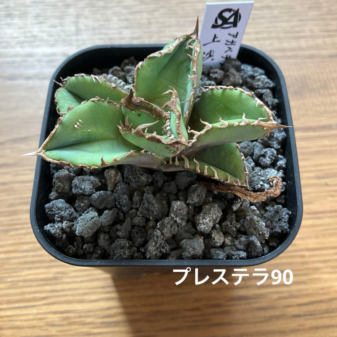 【初売り】19 ぶつぶつ　アガベ　チタノタ　鰐亀　TC 上澳園芸