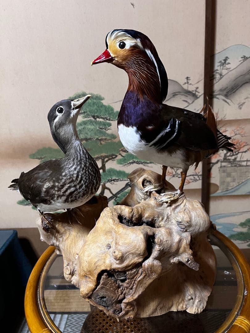 おしどり　剥製　美品　オリオフリネラ様