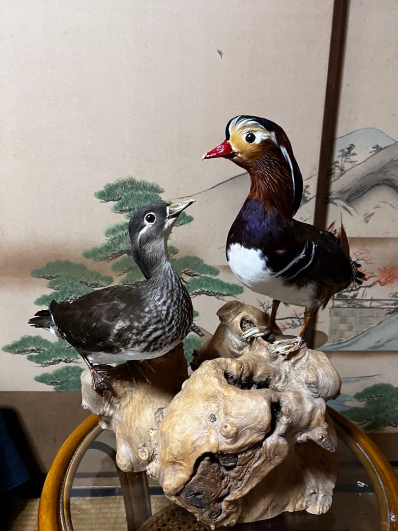 おしどり　剥製　美品　オリオフリネラ様