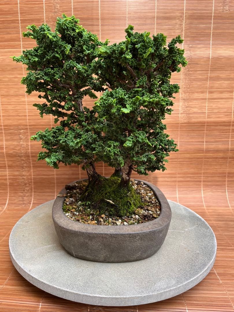 ※お値打ち※ 特別　格安　石化檜【盆栽】三幹　檜　黒松　真柏　BONSAI