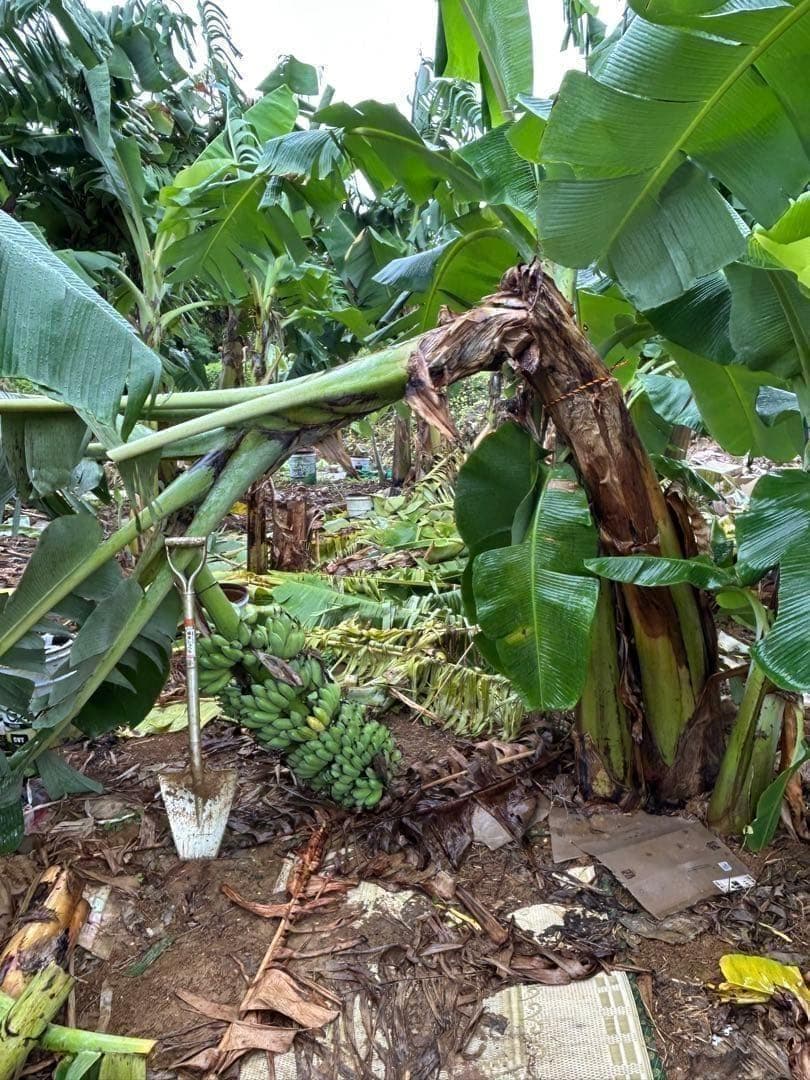糖度の鬼◆140㎝巨大◆超、ドワーフ＝キングナムワ。バナナ苗◆耐寒強、関東露地