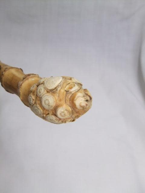 和竿　竹竿素材　根付き淡竹　タナゴ竿用