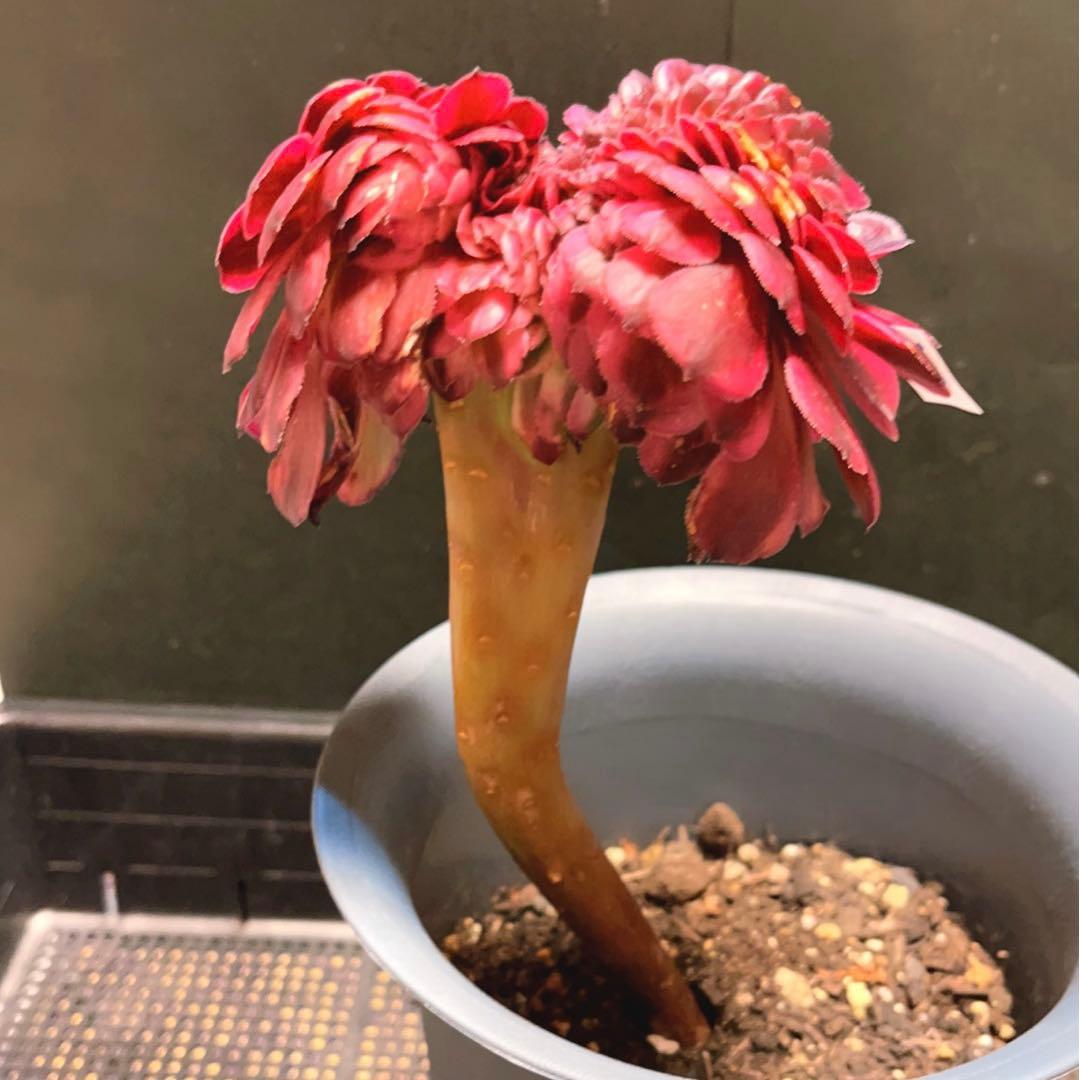 96#多肉植物アエオニウム錦❤️ 美姫錦セッカ ❤️12cm拔き苗