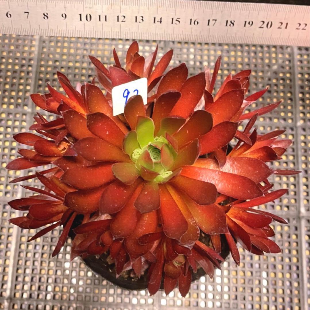 92#多肉植物❤️アエオニウム❤️炎の鳳凰❤️1大頭9小頭6子芽16cm拔き苗