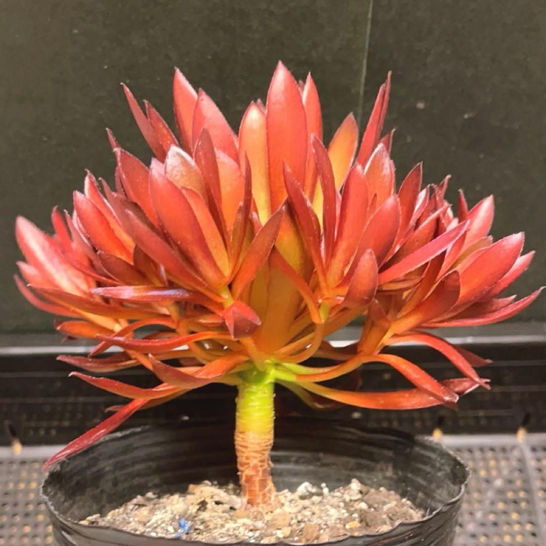 92#多肉植物❤️アエオニウム❤️炎の鳳凰❤️1大頭9小頭6子芽16cm拔き苗