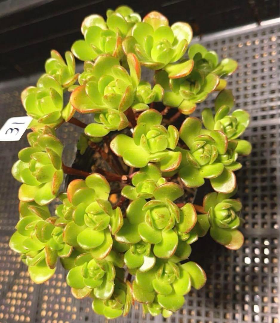 31#多肉植物アエオニウム錦❤️ サンデルシ— ❤️ 20頭15cm 拔き苗