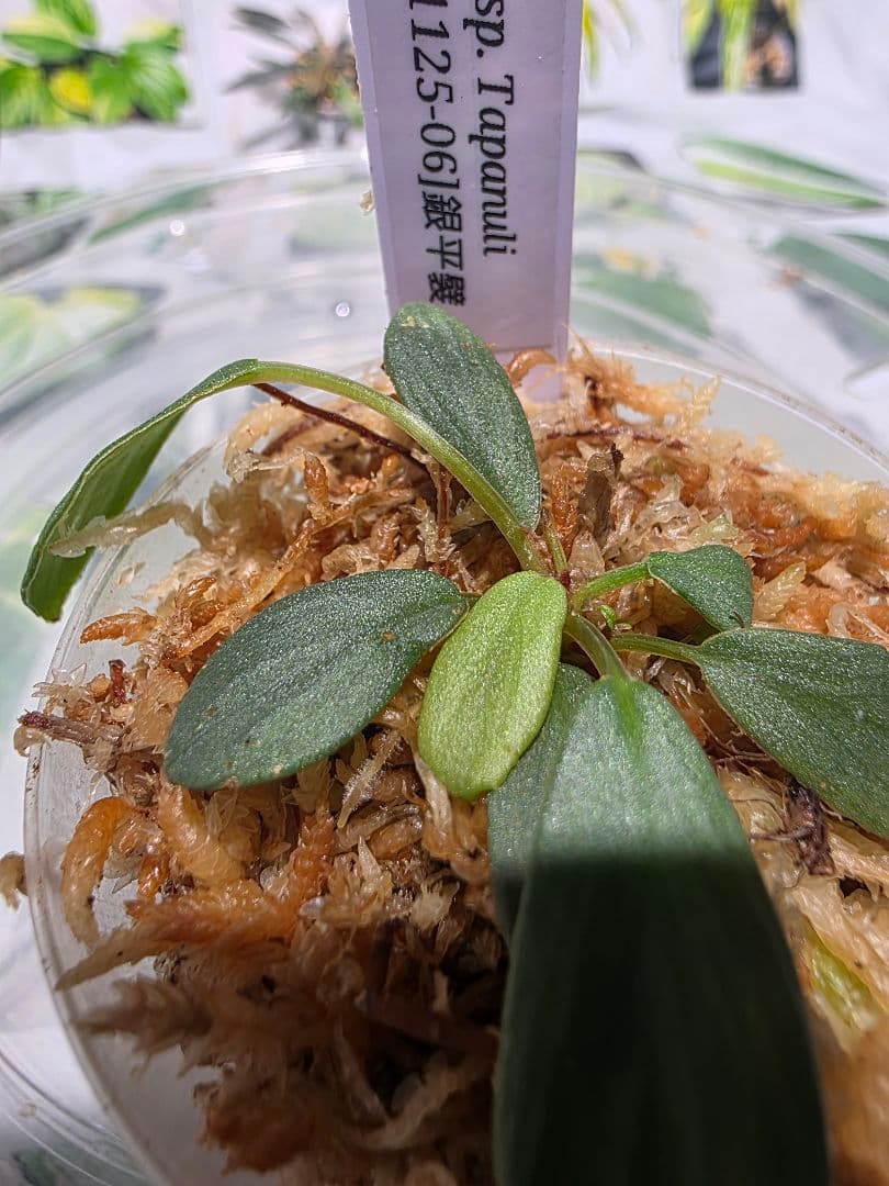 熱帯植物　ホマロメナsp.タパヌリ　スマトラ　ウタラ　銀平襞