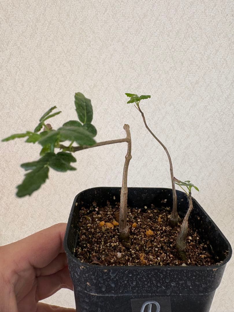 コミフォラ　モンストローサ【実生】3株