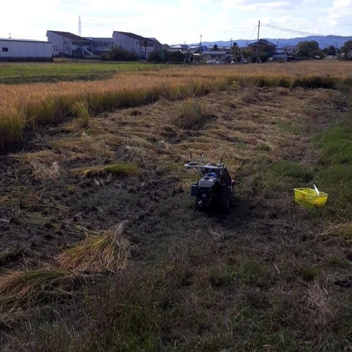 天日干し稲藁（長さ約80cm）約52束　自然農法