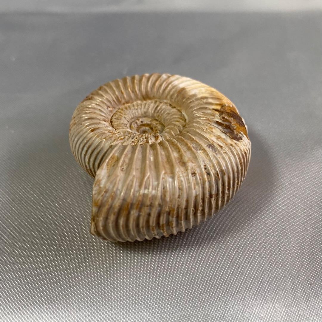 天然 アンモナイト 化石 菊葉模 縫合線 標本 鉱物 原石 約38g