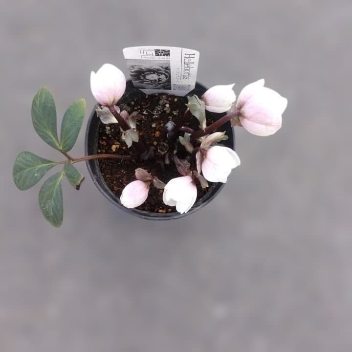 ソニe。広瀬園芸ヘレボルス ニゲ桃色開花株 。