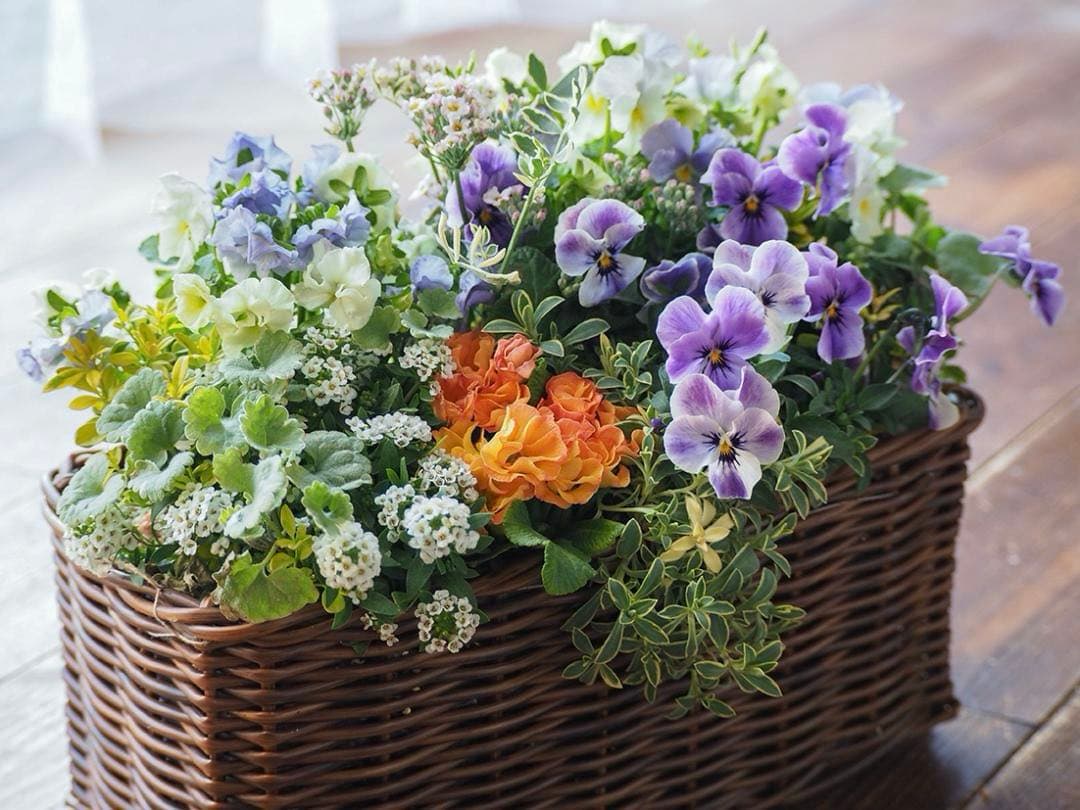 【お値引品】チャイナブルーのふんわり籠寄せ植え