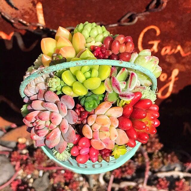 ★多肉植物　寄せ植え〜ブリキピック寄せ　グリーン〜そのまま飾れます(*≧∀≦*)