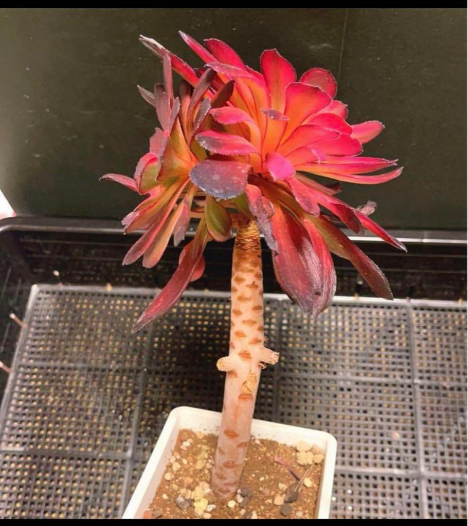 86#多肉植物アエオニウム錦❤️紅顏❤️2大頭16cm拔き苗