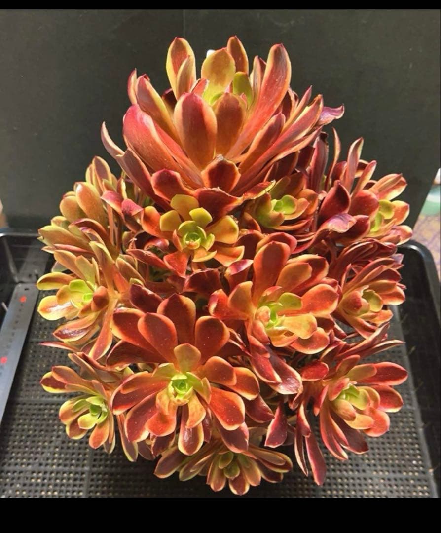 72#多肉植物アエオニウム錦❤️スーパーバン❤️1大頭15小頭33cm钵土付き出荷