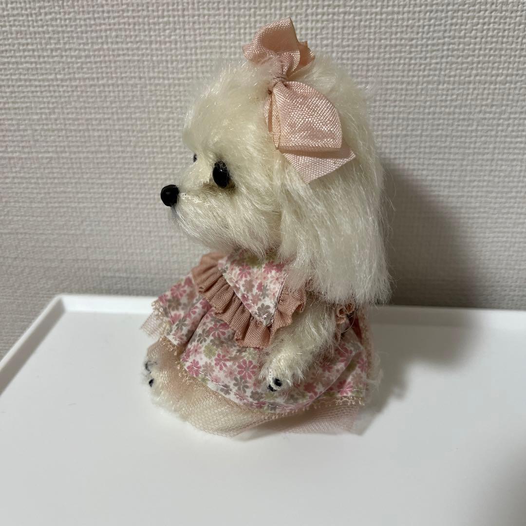 マルチーズ